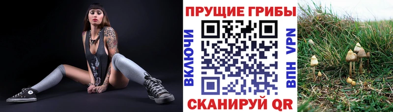 Псилоцибиновые грибы Cubensis  купить  сайты  Майский 